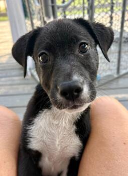 Penguin -  Labrador Retriever and Pit Bull Terrier Dog for Adoption in Princeton, Massachusetts - Penguin | PetCurious