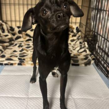 Tootie -  Chihuahua Dog for Adoption in Fredericksburg, Virginia - Tootie | PetCurious