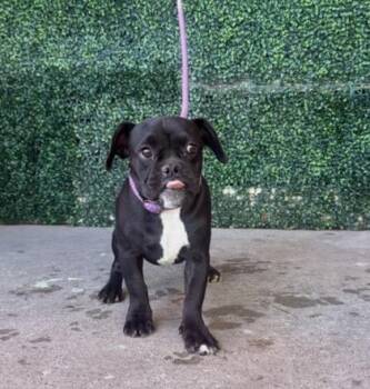 61800342 -  Boxer and Mixed Breed Dog for Adoption in El Paso, Texas - 61800342 | PetCurious
