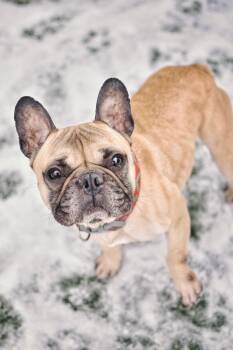 French Bulldog Dogs Available for Adoption - Dwayne | PetCurious