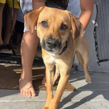 Mabel -  Terrier and Mixed Breed Dog for Adoption in New Orleans, Louisiana - Mabel | PetCurious