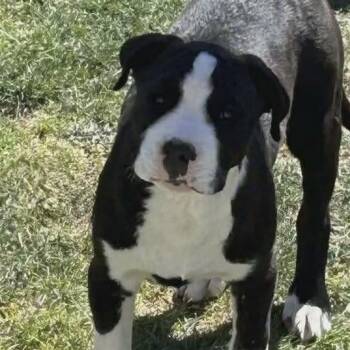 Frankie -  American Staffordshire Terrier and Border Collie Dog for Adoption in Thornton, Colorado - Frankie | PetCurious