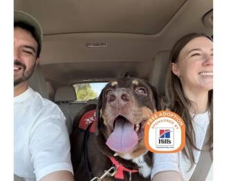 MISSY -  Labrador Retriever Dog for Adoption in Phoenix, Arizona - MISSY | PetCurious