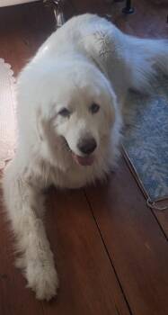 Greta -  Great Pyrenees Dog for Adoption in Claremont, North Carolina - Greta | PetCurious