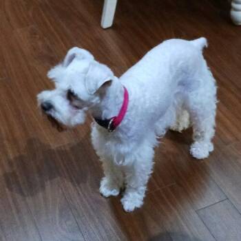 Miniature Schnauzer Dogs Available for Adoption in Vienna, Ontario - Wendy | PetCurious