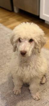 Standard Poodle Dogs Available for Adoption - Charlie | PetCurious