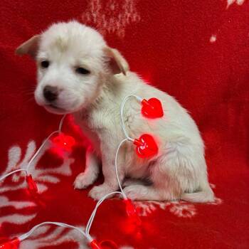 Siberian Husky Dogs Available for Adoption - Shrinky Drink | PetCurious