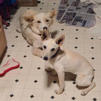 Minnie -  Mixed Breed Dog for Adoption in Prescott, Arizona - Minnie | PetCurious