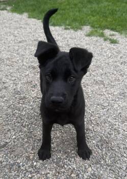 Labrador Retriever Dogs Available for Adoption in Columbus, Ohio - Sirius | PetCurious