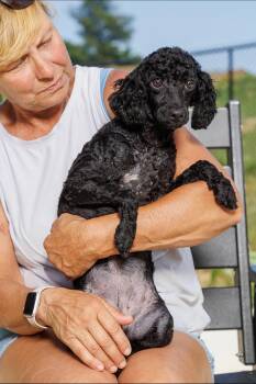 Macy -  Poodle Dog for Adoption in Chester Springs, Pennsylvania - Macy | PetCurious