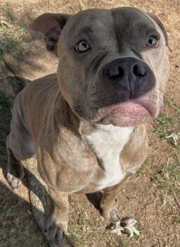 BENSON -  Pit Bull Terrier Dog for Adoption in Grovetown, Georgia - BENSON | PetCurious