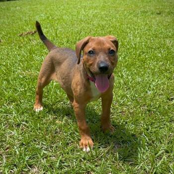 Poppy needs leg surgery -  Hound and Mixed Breed Dog for Adoption in Parrish, Alabama - Poppy Needs Leg Surgery | PetCurious