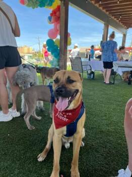 Tyson -  Mastiff and Black Mouth Cur Dog for Adoption in Shawnee, Oklahoma - Tyson | PetCurious