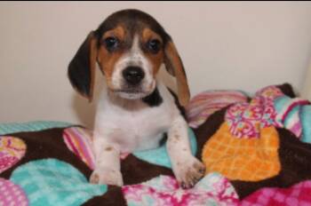 Raquel -  Mixed Breed Dog for Adoption in Tenafly, New Jersey - Raquel | PetCurious