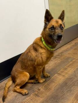Terrier Dogs Available for Adoption - Teena | PetCurious