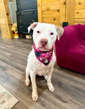 Pit Bull Terrier Dogs Available for Adoption in Friendswood, Texas - Bella Rose The Cutie With The Wiggle Booty | PetCurious