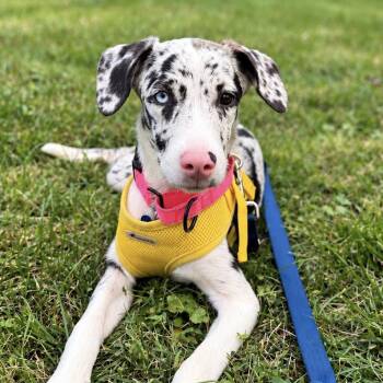 Lila -  Australian Shepherd Dog for Adoption in Columbia, Maryland - Lila | PetCurious