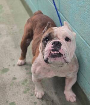 Kermit HW+ -  English Bulldog Dog for Adoption in Sedalia, Colorado - Kermit HW+ | PetCurious