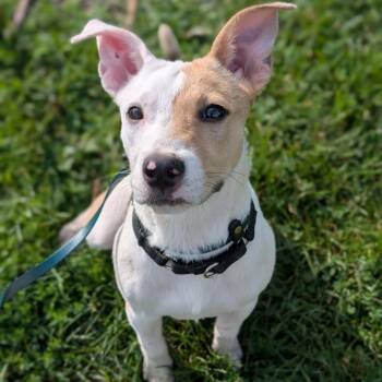 Eleanor -  Jack Russell Terrier Dog for Adoption in Riverwoods, Illinois - Eleanor | PetCurious