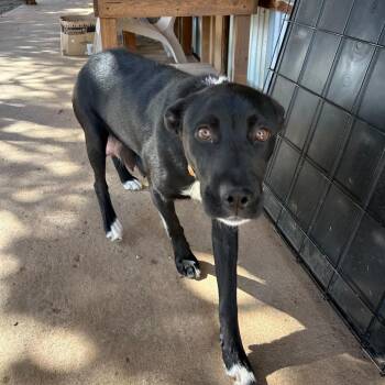 Border Collie and Pit Bull Terrier Dogs Available for Adoption in Durango, Colorado - Olympia | PetCurious