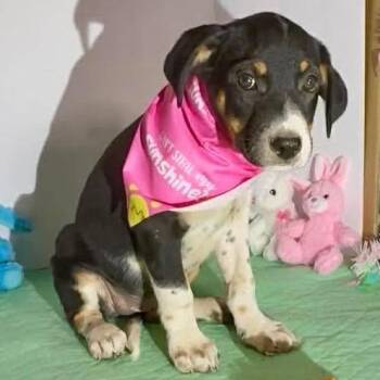 Labrador Retriever Dogs Available for Adoption in Grand Bay, Alabama - Opal | PetCurious