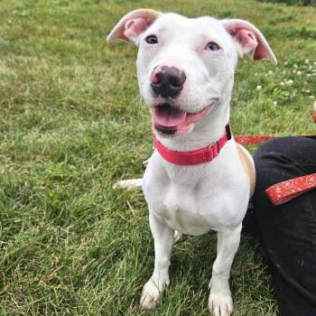 Alaska -  Terrier and Dachshund Dog for Adoption in Champaign, Illinois - Alaska | PetCurious