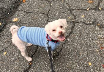 Moola -  Maltese Dog for Adoption in Harrison, New York - Moola | PetCurious