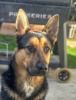 German Shepherd Dog Dogs Available for Adoption - Dean | PetCurious
