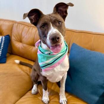 Scarlet Mae The Floppy Eared Lovebug -  German Shorthaired Pointer and Labrador Retriever Dog for Adoption in Friendswood, Texas - Scarlet Mae The Floppy Eared Lovebug | PetCurious