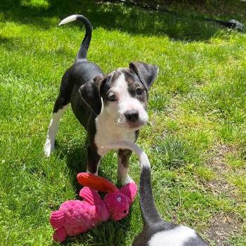Rosita -  Boxer Dog for Adoption in Patchogue, New York - Rosita | PetCurious