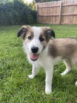 **KENZO** -  Australian Shepherd and Great Pyrenees Dog for Adoption in North Prairie, Wisconsin - **KENZO** | PetCurious