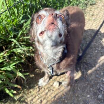 Little Teddy -  Chihuahua and Mixed Breed Dog for Adoption in West Des Moines, Iowa - Little Teddy | PetCurious