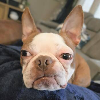 Boston Terrier Dogs Available for Adoption in Douglas, Georgia - Norman | PetCurious