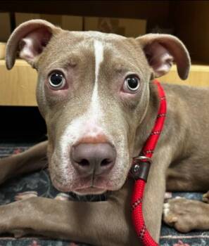 Bug -  Pit Bull Terrier Dog for Adoption in Hoffman Estates, Illinois - Bug | PetCurious
