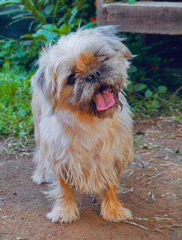 Shih Tzu and Pug Dogs Available for Adoption in San Diego, California - Winnie | PetCurious