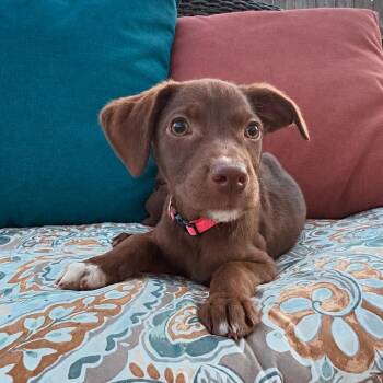 Emmylou -  Labrador Retriever and Catahoula Leopard Dog Dog for Adoption in New Orleans, Louisiana - Emmylou | PetCurious