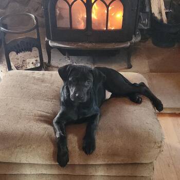 Mixed Breed Dogs Available for Adoption - Gabrion | PetCurious