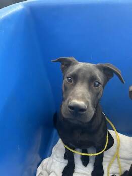 Rescue Mixed Breed Dogs for Adoption in Dallas, Texas - BUZZ | PetCurious