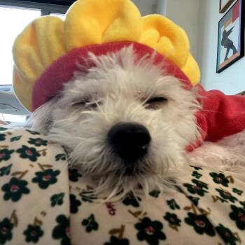 Maltese Dogs Available for Adoption in New York, New York - Pixie | PetCurious