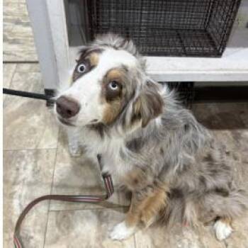 Australian Shepherd and Mixed Breed Dogs Available for Adoption in Fort Collins, Colorado - Dante | PetCurious
