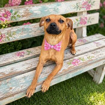 Fireheart -  Miniature Pinscher and Mixed Breed Dog for Adoption in Binghamton, New York - Fireheart | PetCurious