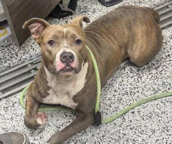 Sharpay -  Mixed Breed Dog for Adoption in West Chester, Pennsylvania - Sharpay | PetCurious
