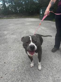 Crease Baby -  Pit Bull Terrier Dog for Adoption in Rockport, Texas - Crease Baby | PetCurious