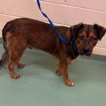 Pockel -  Mixed Breed Dog for Adoption in Memphis, Tennessee - Pockel | PetCurious