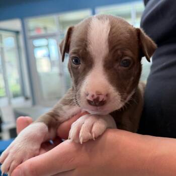 Smurf -  Mixed Breed Dog for Adoption in Midland, Texas - Smurf | PetCurious