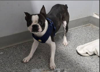 Rescue Boston Terrier Dogs for Adoption in South Kingstown, Rhode Island - Frank ARF | PetCurious