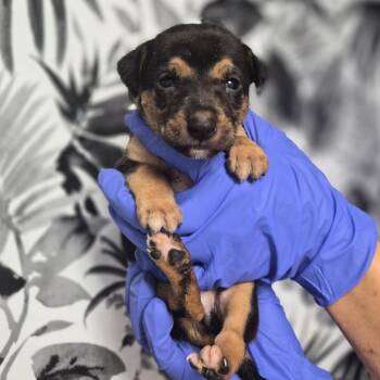 Wayne -  Shepherd Dog for Adoption in Wahiawa, Hawaii - Wayne | PetCurious