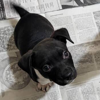 Wembley SH -  Terrier and Mixed Breed Dog for Adoption in Austin, Texas - Wembley SH | PetCurious
