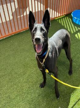 Rescue German Shepherd Dog Dogs for Adoption in Las Vegas, Nevada - ZIGGY | PetCurious