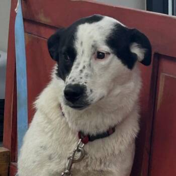 Australian Cattle Dog Blue Heeler and Mixed Breed Dogs Available for Adoption in Midland, Texas - Noni | PetCurious